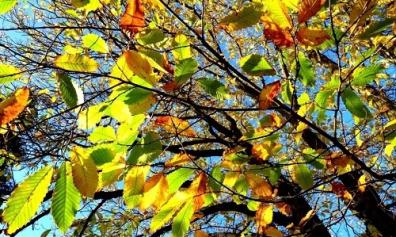 Trees in churchyards